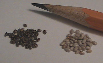 Black & White Chia Seed Size Photo