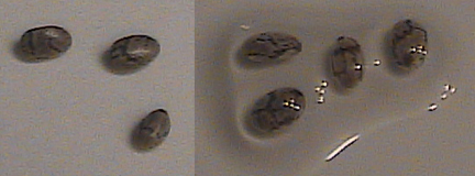 Chia seed shell pattern