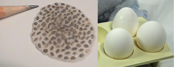 Chia Gel & Eggs- Food Binder Photo